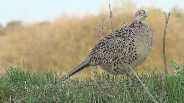 female pheasant standing in the nature and looking
