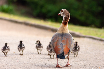 Nilgansmutter unternimmt mit ihren vielen kleinen Nilgansküken einen Ausflug in den Park und bewacht diese fürsorglich