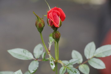 estas son diferentes tipos de flores y hojas, fotos tomadas en distintos lugares y jardines aqui podemos observar diferentes tipos,colores ,texturas y tamaños .           