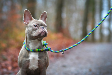 Beautiful rare colored lilac brindle female French Bulldog dog with light amber eyes and plaited...