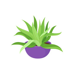 Succulent concept. Home plant on white background.