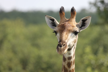 Giraffe / Giraffe / Giraffa Camelopardalis