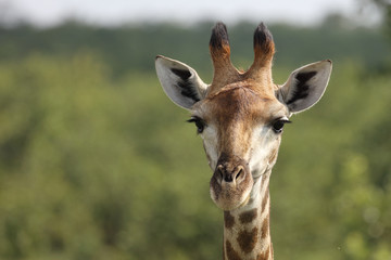 Giraffe / Giraffe / Giraffa Camelopardalis