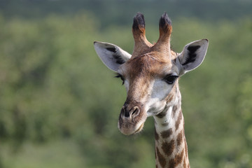 Giraffe / Giraffe / Giraffa Camelopardalis