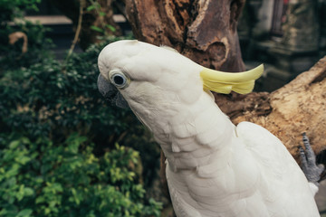 White and yellow cockatoo on a green background