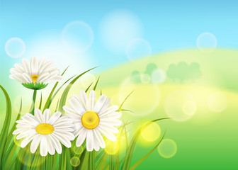 Fototapeta na wymiar Spring flower daisy juicy, chamomiles green grass background