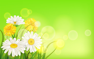 Fototapeta na wymiar Spring flower daisy juicy, chamomiles yellow dandelions green grass background