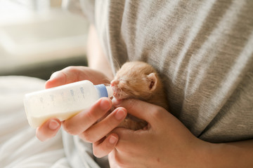 Feeding little tabby cat with milk