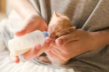 Feeding little tabby cat with milk