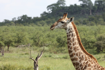 Obraz na płótnie Canvas Giraffe / Giraffe / Giraffa Camelopardalis