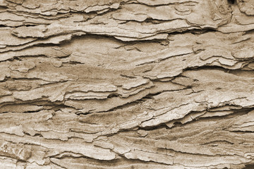 Baumrinde