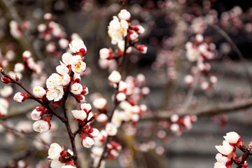 Branches of pink cherry blossoms. Close-up.