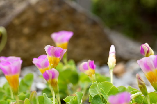 Little pink alpine plant