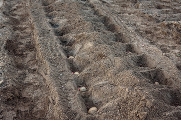 Potato tubers planting into the ground in early spring. 