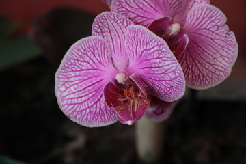 estas son diferentes tipos de flores y hojas, fotos tomadas en distintos lugares y jardines aqui podemos observar diferentes tipos,colores ,texturas y tama&ntilde;os .           