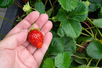 One strawberry holding in hand