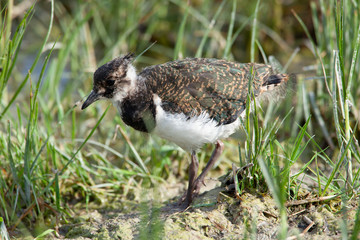 Futtersuchender Kibitz Jungvogel in Uferzone