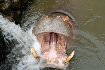 Fototapeta premium カバ