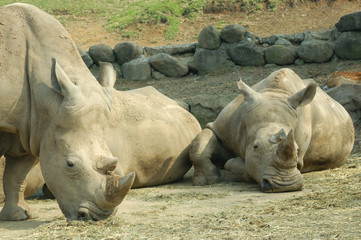 Fototapeta premium サイ