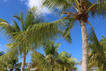 Kokosnuss Palme / Karibik / Curacao