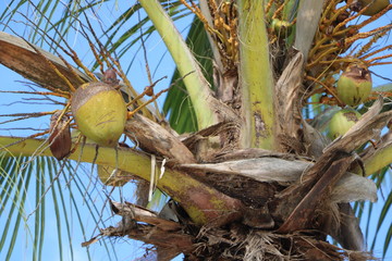 Kokosnuss Palme / Karibik / Curacao