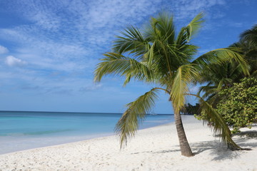 Fototapeta na wymiar Palme an weißen Sandstrand / DomRep / Karibik