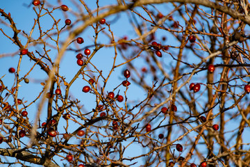 Dried rose hips in nature. The black-and-red fruits of the overgrown rose grew in the open air. Dry yellow twigs in spring after winter. Interesting patterns with berries