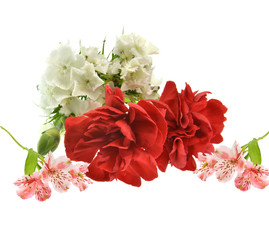 bouquet of red carnation  isolated on white background