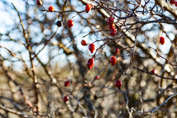 Dried rose hips in nature. The black-and-red fruits of the overgrown rose grew in the open air. Dry yellow twigs in spring after winter. Interesting patterns with berries