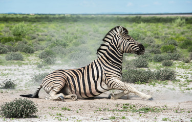 Fototapeta na wymiar Zebra in Etosha national park, Namibia