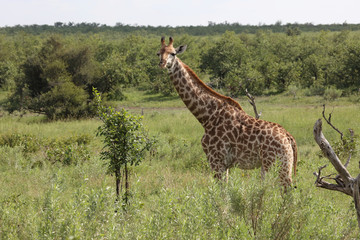 Giraffe / Giraffe / Giraffa Camelopardalis