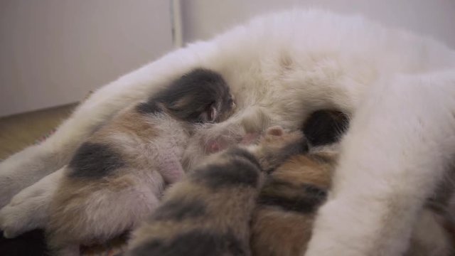 Three adorable kittens feed from their mothers chest, indoors