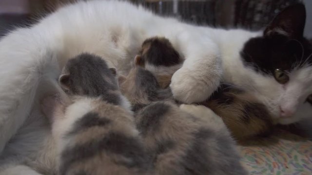Intimate shot of a cat feeding her tiny kittens