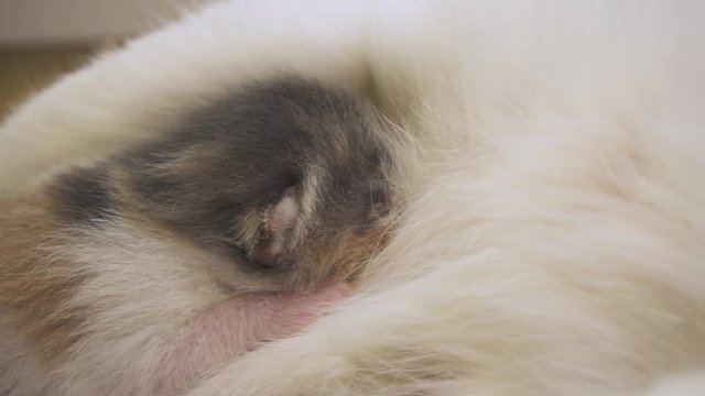 A cute, tiny kitten with it's head buried deep in it's mothers fur, suckling for milk
