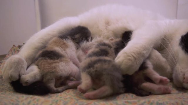 A mother cat pulls an infant closer, as she feeds her new triplets