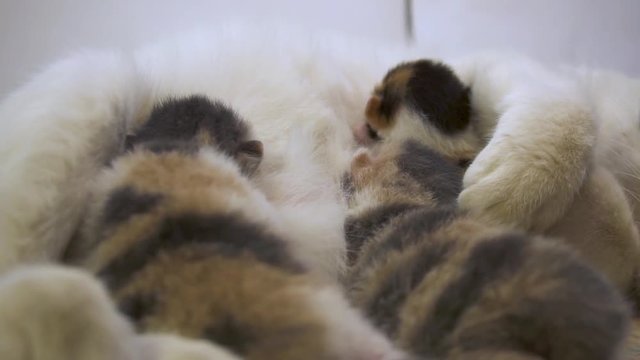 Three kittens suckle from the chest of a worn-out mother cat
