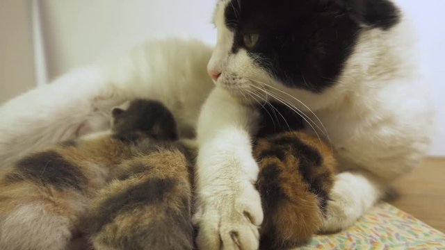 Mother cat feeds her kittens