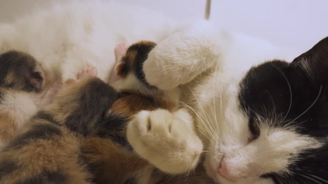 Three thirsty young kittens feed from the abdomen of a relaxed black and white female cat