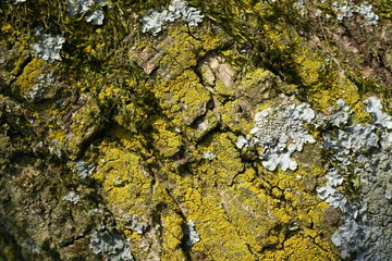 Bark from an oak tree coverd with moss. Background image.