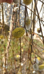 flower of willow