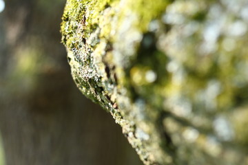 Branch from an oak tree covered with green moss. Closeup and background image. Copy space for text.