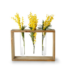 Beautiful mimosa flowers on white background