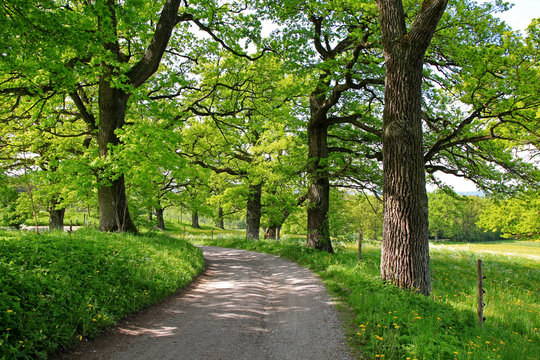 Allee mit alten Eichen durch bl&uuml;hende Wiesen im Fr&uuml;hjahr