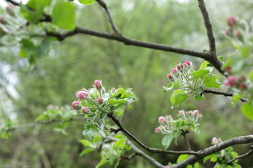 Apple tree branch with pink tender closed buds on a branch in close-up and with soft focus blur bokeh green background