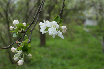 Apple tree is a wide open blooming flower in spring, surrounded by tender closed buds on a branch in close-up and with a soft focus blur of green and brown bokeh background