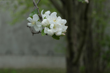 Apple tree is a wide open blooming flower in spring, surrounded by tender closed buds on a branch in close-up and with a soft focus blur of green and brown bokeh background