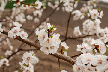 The beautiful spring blossoming apricot tree