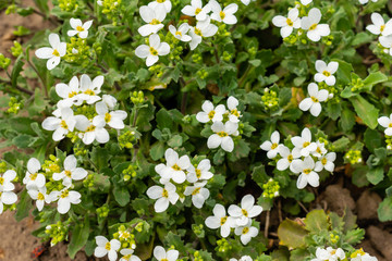 Bush of beautiful white colors on a concrete slab