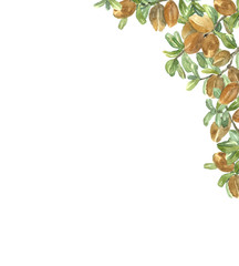 Fototapeta premium Watercolor frame of argan nuts and leaves.
