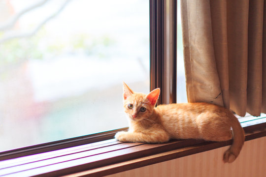 Kitten by the window
